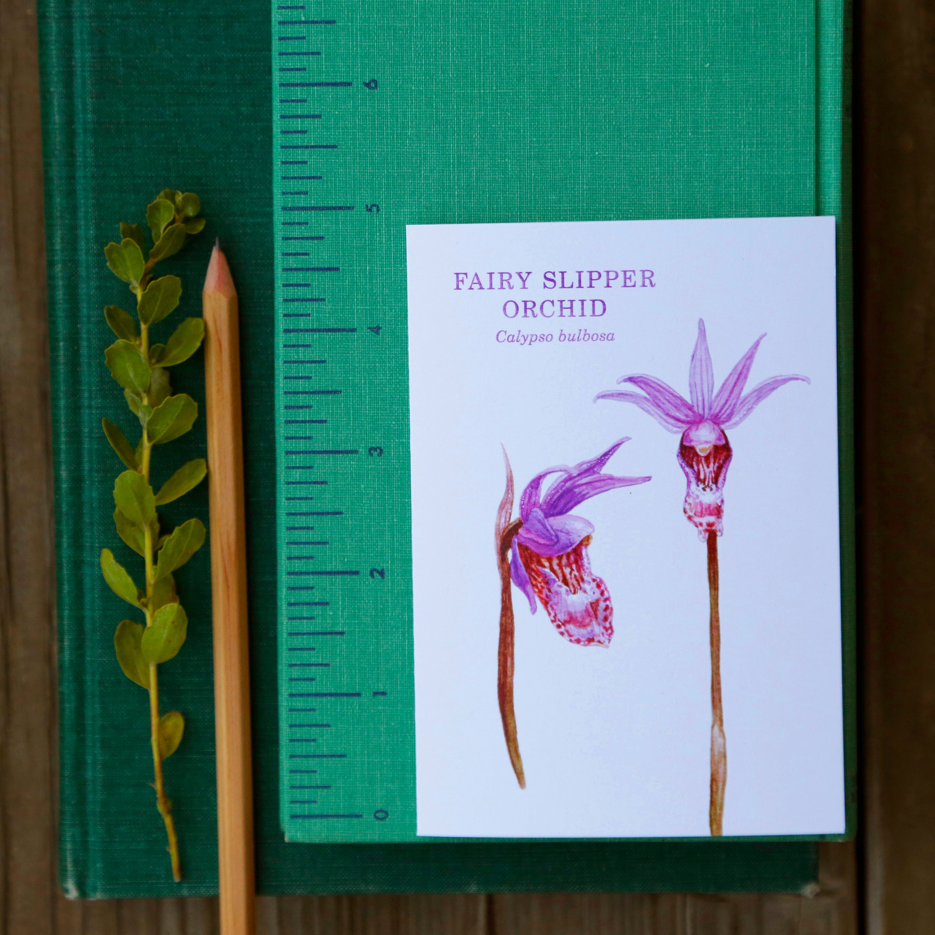 Fairy Slipper Orchid Greeting Card - Wildflower Note Card
