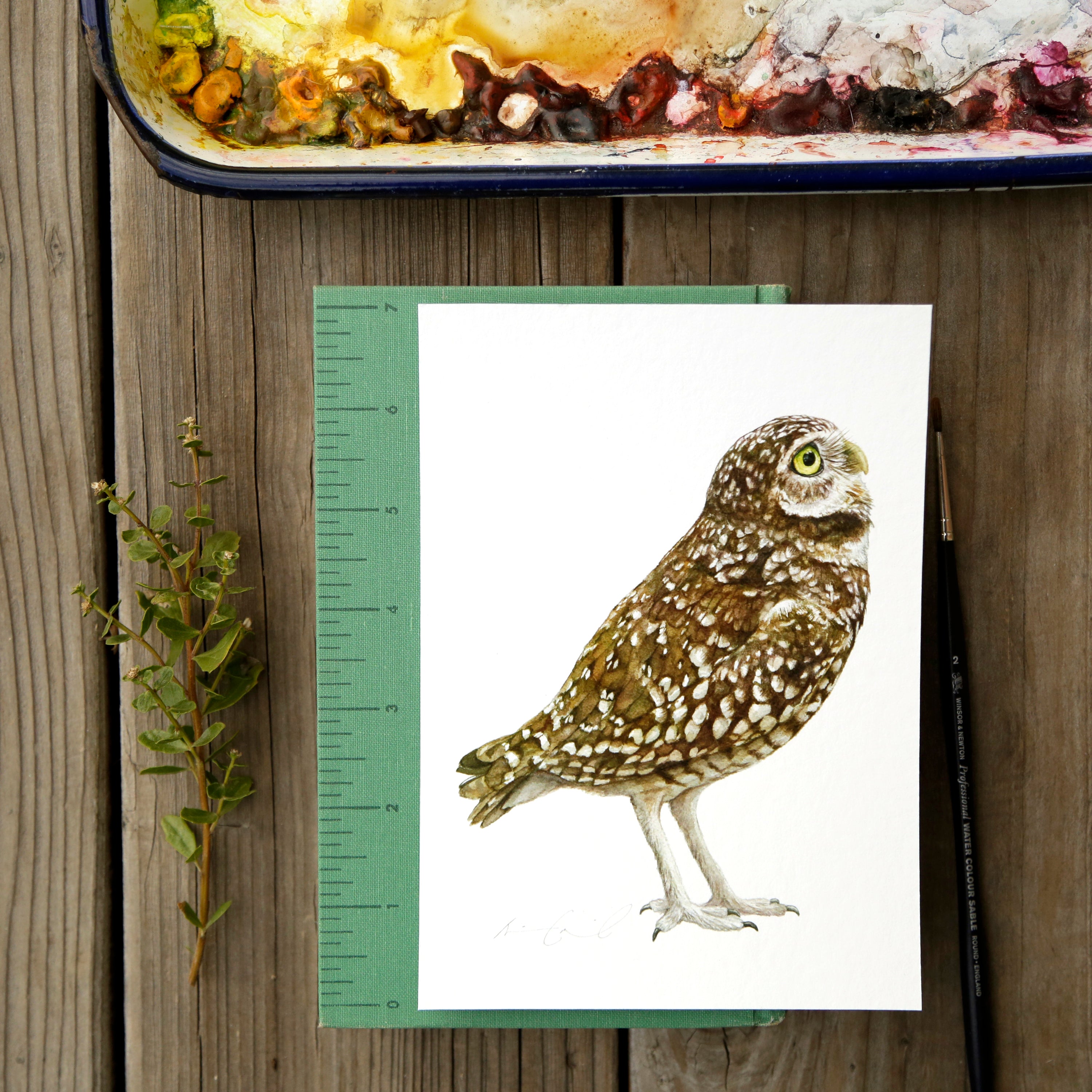 Burrowing Owl 5x7- Native California Wildlife, Bird Print