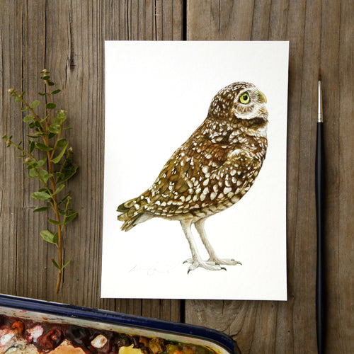 Burrowing Owl 5x7- Native California Wildlife, Bird Print, Birding gift
