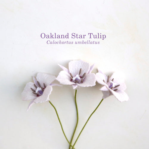 Load image 1 in gallery view. Oakland Star Tulip - Calochortus umbellatus - fiber sculpture, felt flower