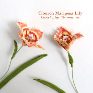 Tiburon Mariposa Lily Felt Flower - Calochortus tiburonensis - fiber sculpture, fabric flower