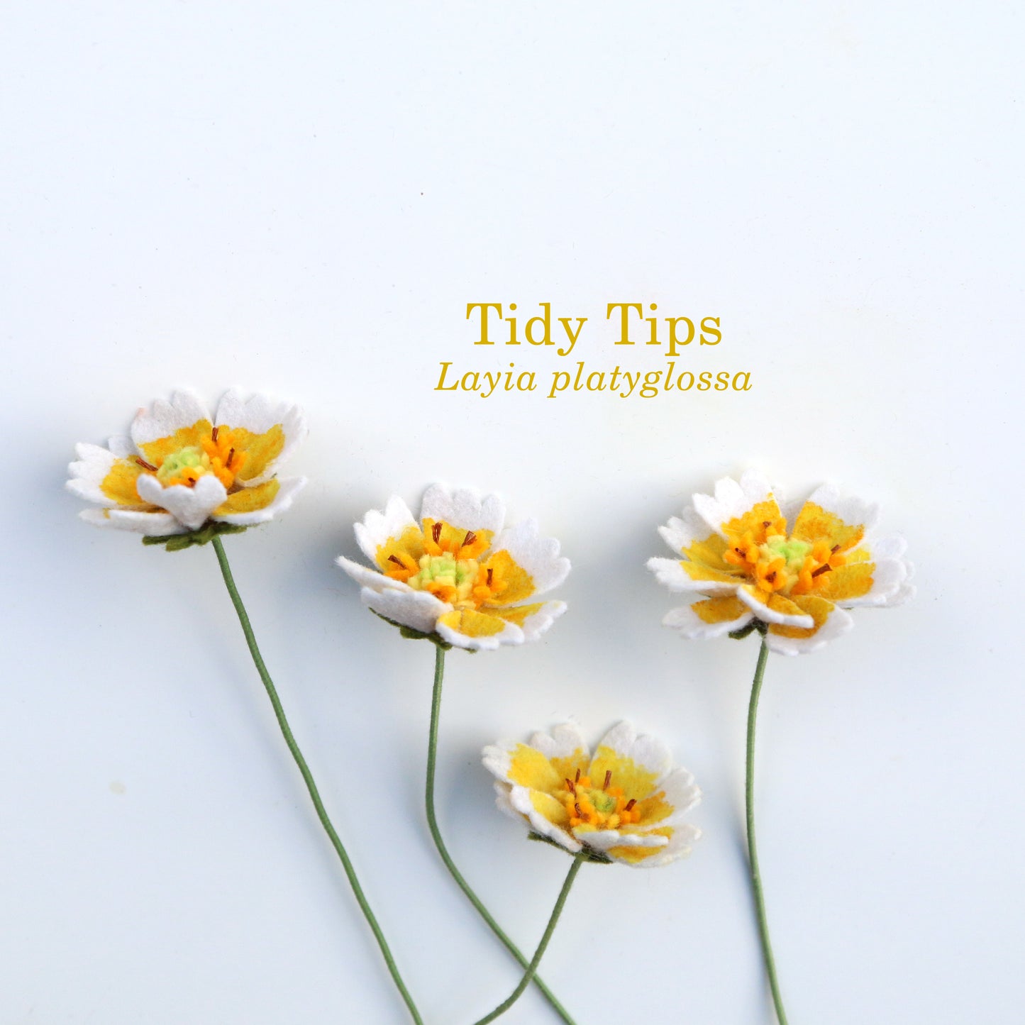 Tidy Tips Felt Flower - Layia platyglossa - fiber sculpture, fabric flower
