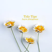 Tidy Tips Felt Flower - Layia platyglossa - fiber sculpture, fabric flower