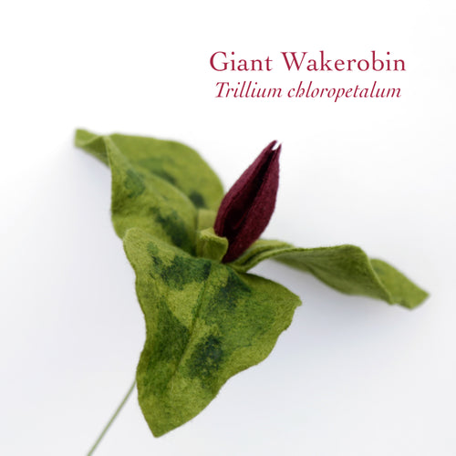 Giant Wakerobin - Trillium chloropetalum  - fiber sculpture, felt flower