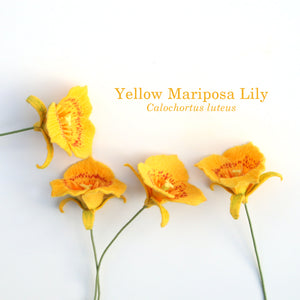 Yellow Mariposa Lily - Calochortus luteus - fiber sculpture, felt flower