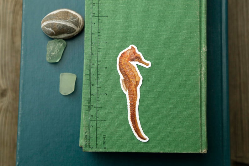 California Coast Vinyl Stickers: Giant Pacific Octopus, Pacific Seahorse, Leopard Shark