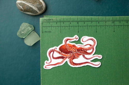 Load image 1 in gallery view. California Coast Vinyl Stickers: Giant Pacific Octopus, Pacific Seahorse, Leopard Shark