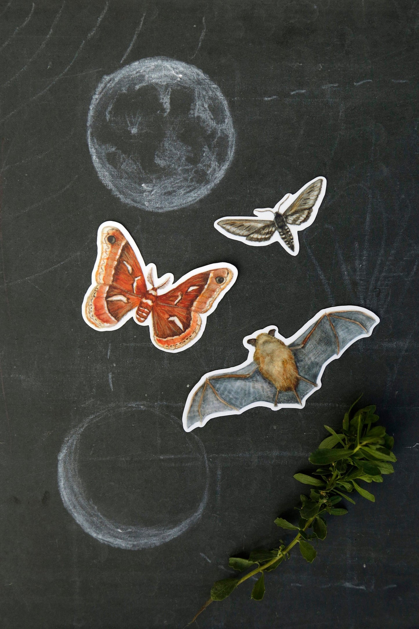 Echolocation Vinyl Stickers: California Bat, Elegant Sphinx Moth, Ceanothus Moth