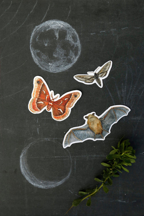Load image 1 in gallery view. Echolocation Vinyl Stickers: California Bat, Elegant Sphinx Moth, Ceanothus Moth