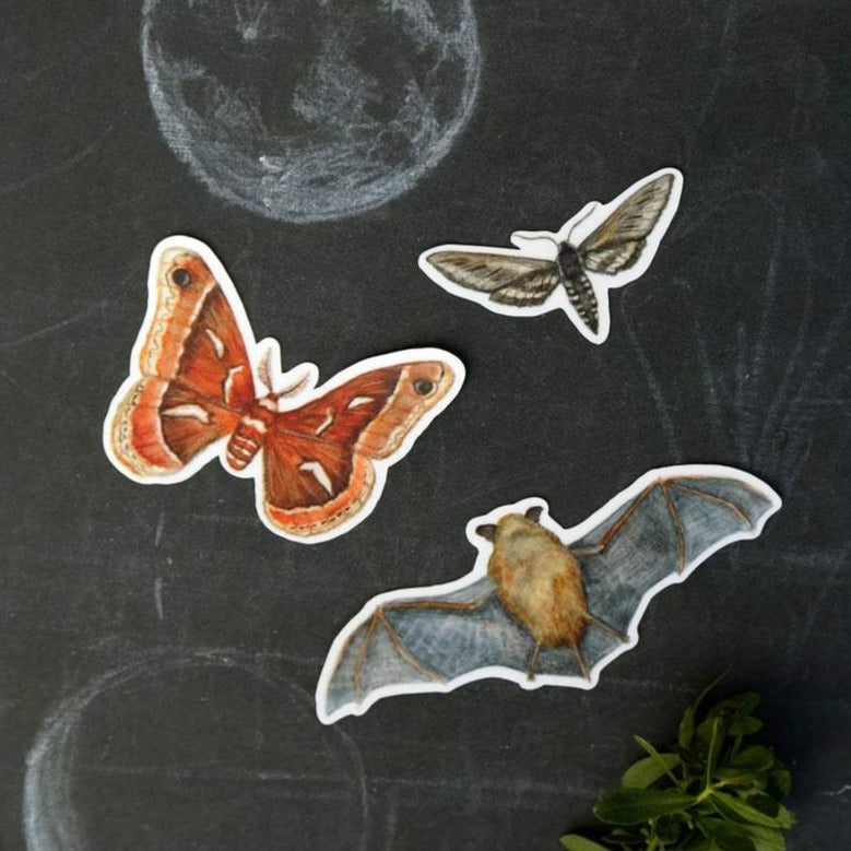 Echolocation Vinyl Stickers: California Bat, Elegant Sphinx Moth, Ceanothus Moth