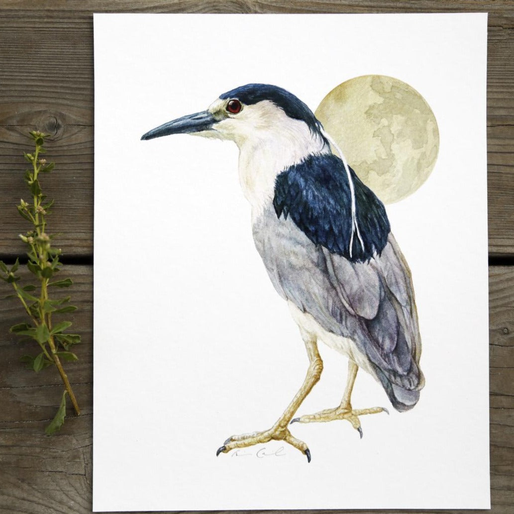 Black Crowned Night Heron 8x10 Print - Native California Wildlife, Bird Print