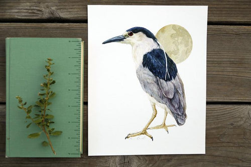 Load image 1 in gallery view. Black Crowned Night Heron 8x10 Print - Native California Wildlife, Bird Print