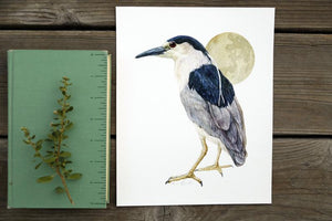 Night Heron 8x10 Print - Native California Wildlife, Bird Print, Birding gift, Nycticorax nycticorax, Black Crowned Night Heron, Oakland