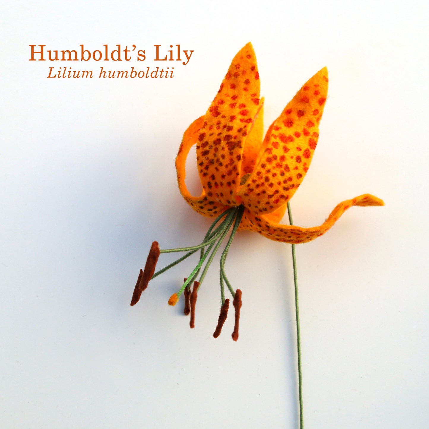 Humboldt's Lily Felt Flower - Lilium humboldtii - fiber sculpture, fabric flower