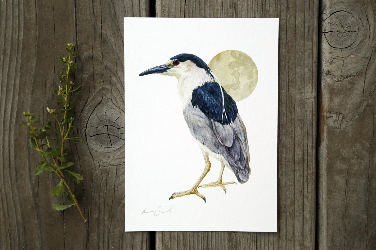 Black Crowned Night Heron 5x7 Print - Native California Wildlife, Bird Print