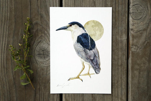 Load image 1 in gallery view. Black Crowned Night Heron 5x7 Print - Native California Wildlife, Bird Print