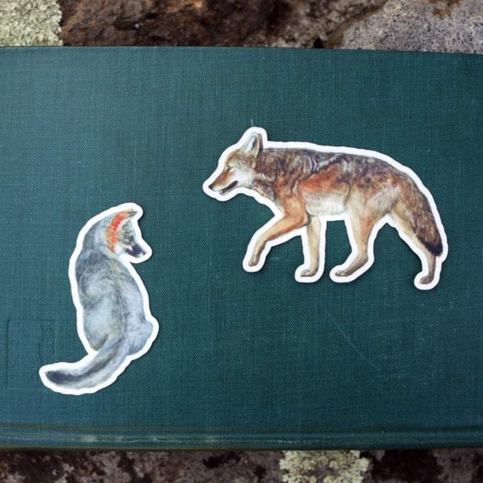 Canines of California Vinyl Stickers: Channel Island Fox, Coyote