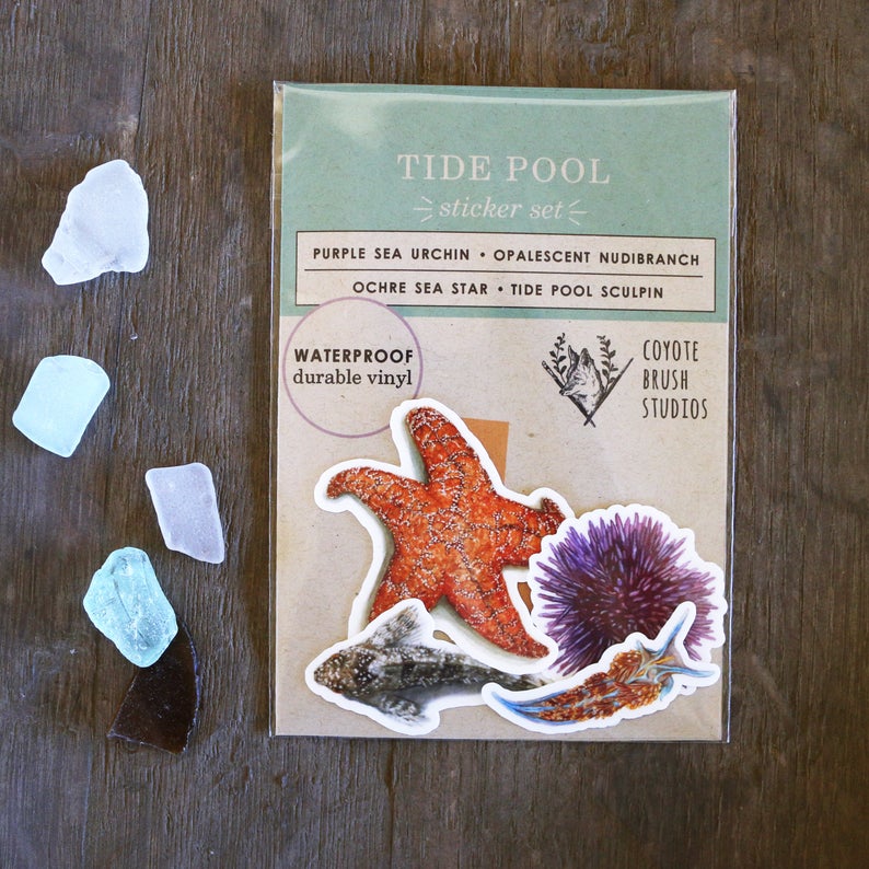 Tide Pools Vinyl Stickers: Ochre Sea Star, Nudibranch, Urchin and Sculpin