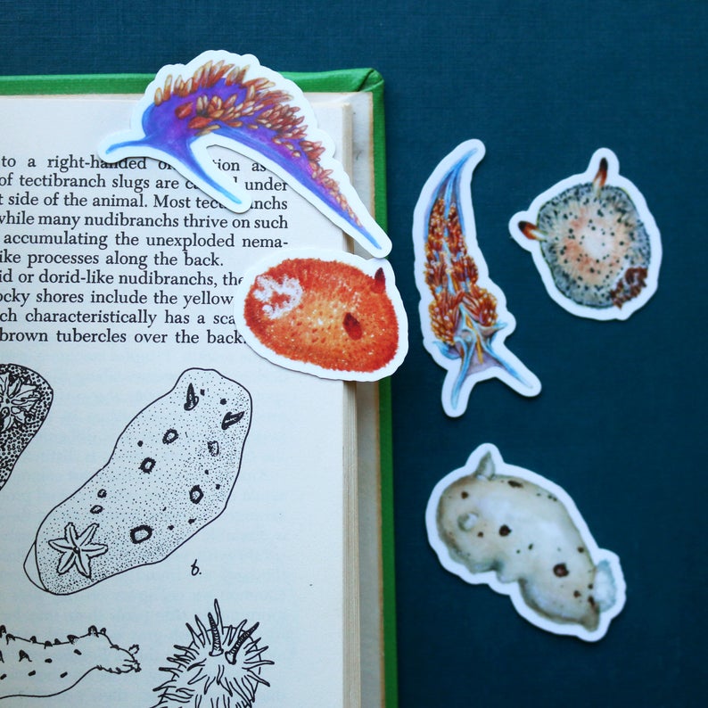 Nudibranch Vinyl Stickers: Opalescent Nudibranch, Spanish Shawl, Spiny Doris, San Diego Dorid