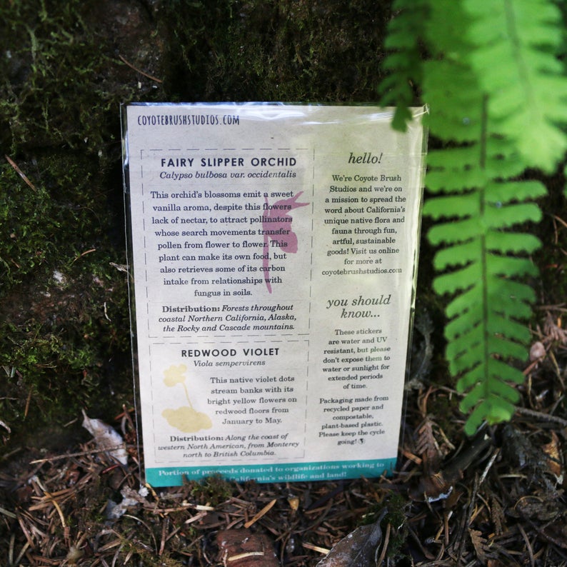 Redwood Understory Stickers Vinyl Stickers: Fairy Slipper, Pacific Trillium, Redwood Violet, Fetid Adder's Tongue