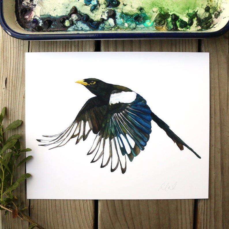 Yellow Billed Magpie 8x10 Print - Native California Wildlife, Bird Print