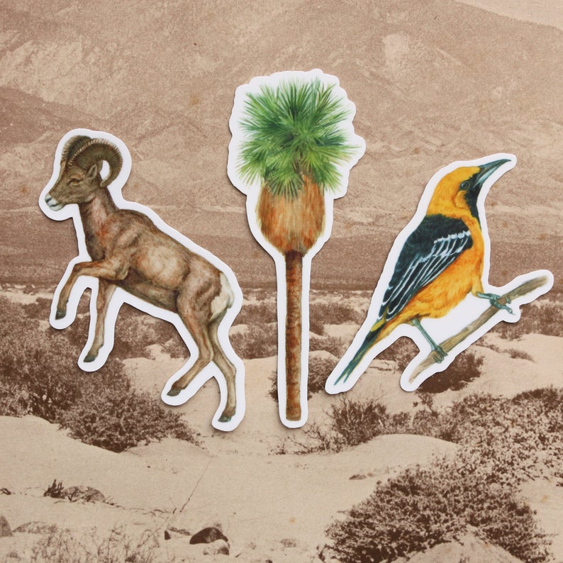 Desert Oasis Vinyl Stickers: Desert Bighorn Sheep, California Fan Palm, Hooded Oriole