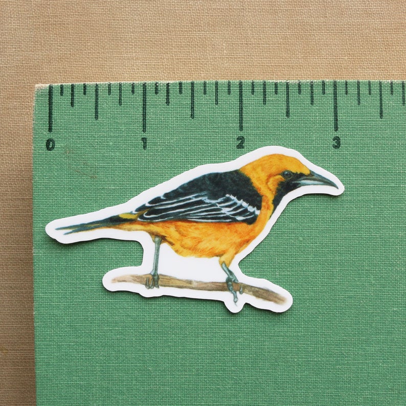 Desert Oasis Vinyl Stickers: Desert Bighorn Sheep, California Fan Palm, Hooded Oriole