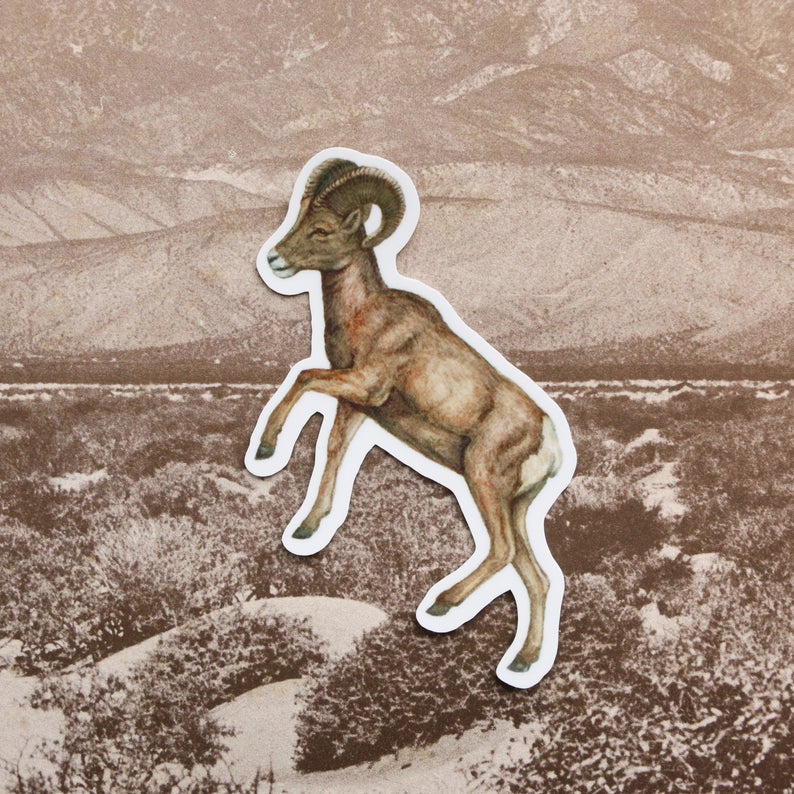 Desert Oasis Vinyl Stickers: Desert Bighorn Sheep, California Fan Palm, Hooded Oriole