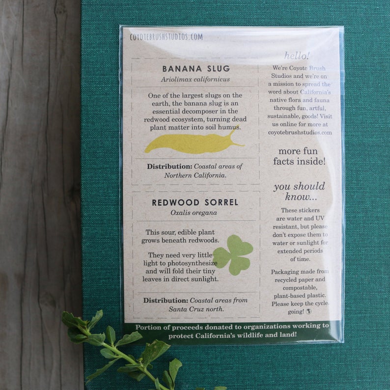 Redwood Forest Vinyl Stickers: Coastal Redwood, Banana Slug, Redwood Sorrel