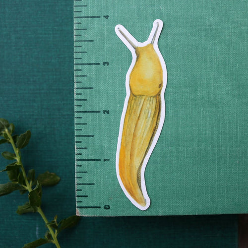 Load image 1 in gallery view. Redwood Forest Vinyl Stickers: Coastal Redwood, Banana Slug, Redwood Sorrel