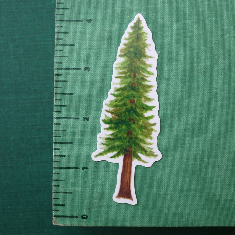 Redwood Forest Vinyl Stickers: Coastal Redwood, Banana Slug, Redwood Sorrel