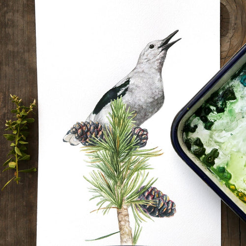Load image 1 in gallery view. Clark's Nutcracker  watercolor painting art print native California 8x10