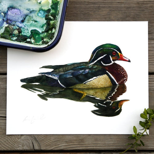 Load image 1 in gallery view. Wood Duck watercolor painting art print native California 8x10