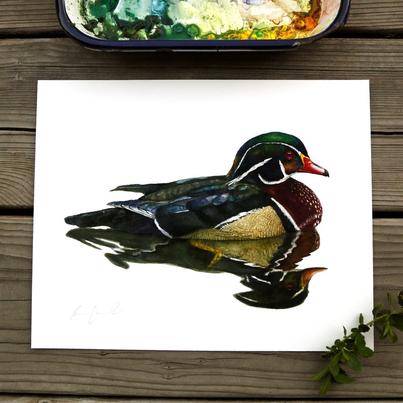Wood Duck watercolor painting art print native California 8x10