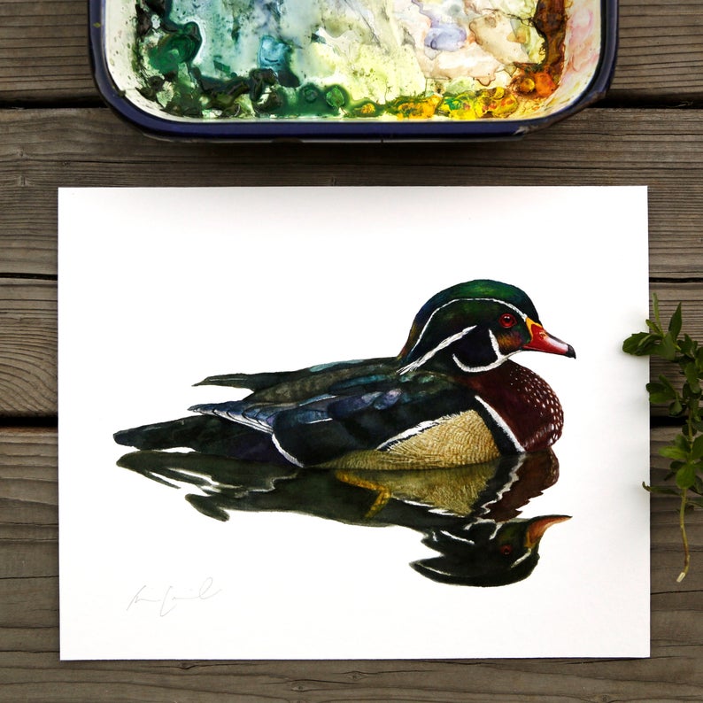 Wood Duck watercolor painting art print native California 8x10