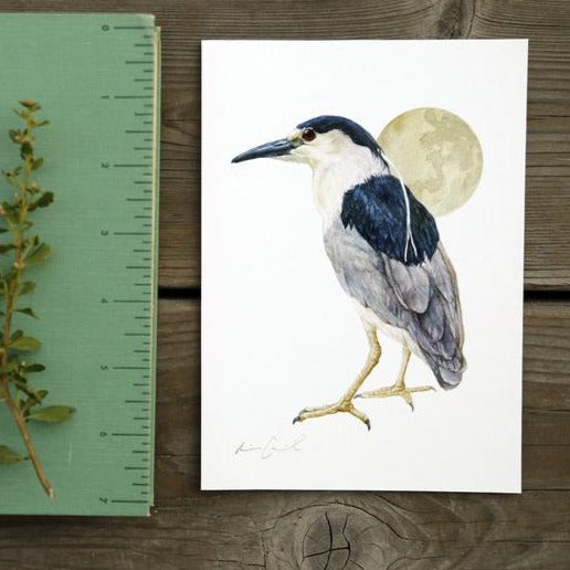 Black Crowned Night Heron 5x7 Print - Native California Wildlife, Bird Print
