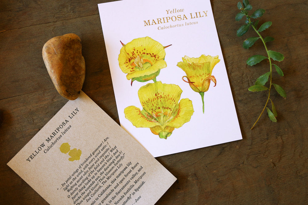 Yellow Mariposa Lily  watercolor painting art print native California 5x7