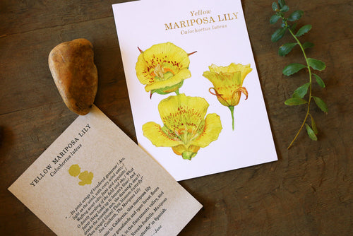 Load image 1 in gallery view. Yellow Mariposa Lily  watercolor painting art print native California 5x7