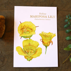 Yellow Mariposa Lily  watercolor painting art print native California 5x7