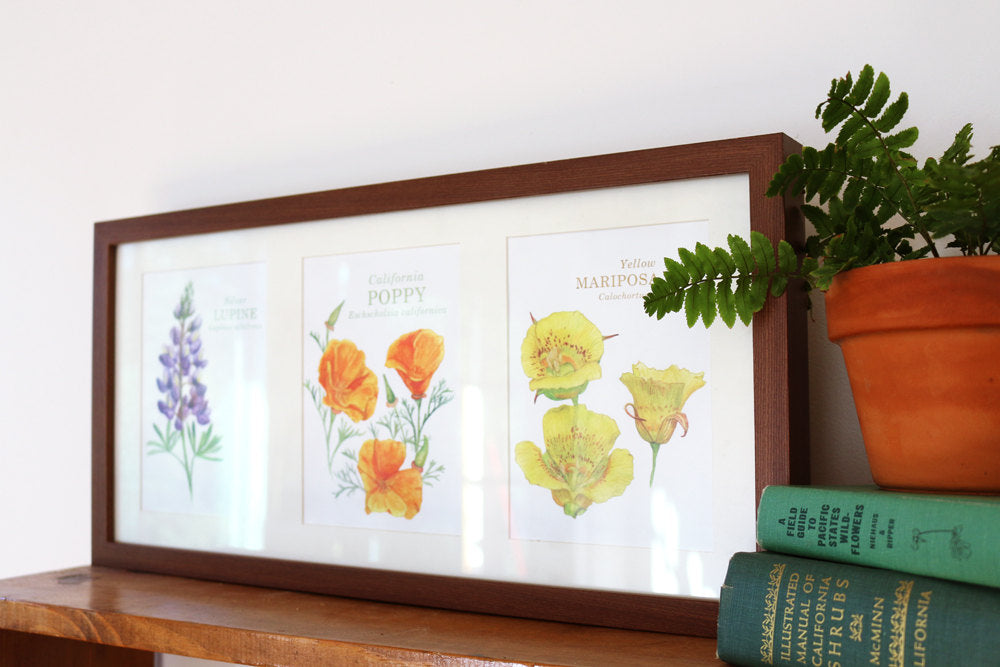 Native California wildflower watercolor painting art print  5x7