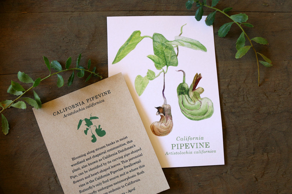 California Pipevine  watercolor painting art print native California 5x7