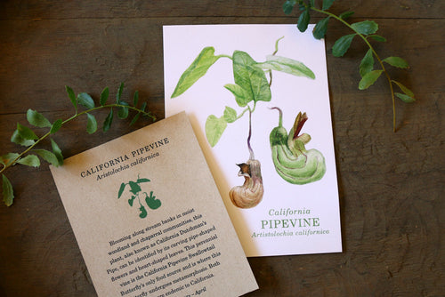 Load image 1 in gallery view. California Pipevine  watercolor painting art print native California 5x7