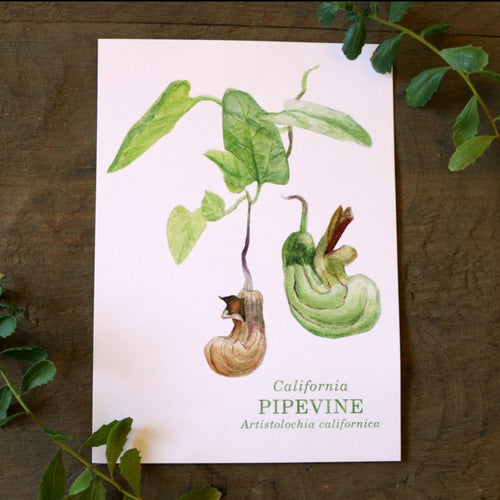 Load image 1 in gallery view. California Pipevine  watercolor painting art print native California 5x7