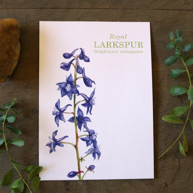 Royal Larkspur watercolor painting art print native California 5x7