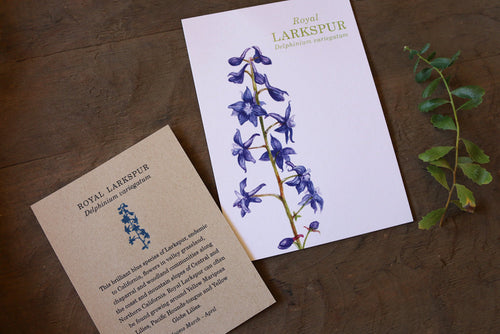 Load image 1 in gallery view. Royal Larkspur watercolor painting art print native California 5x7
