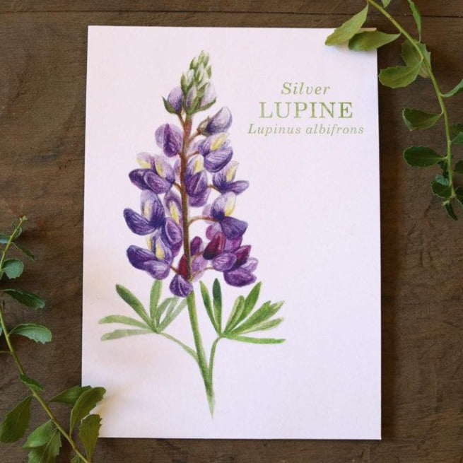 Silver Lupine watercolor painting art print native California 5x7