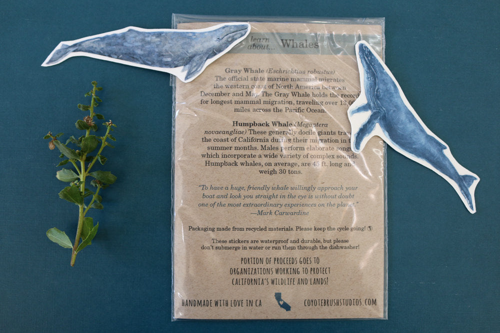 Whale Sticker Set: Two Vinyl Stickers, Humpback & Gray Whale – Coyote ...