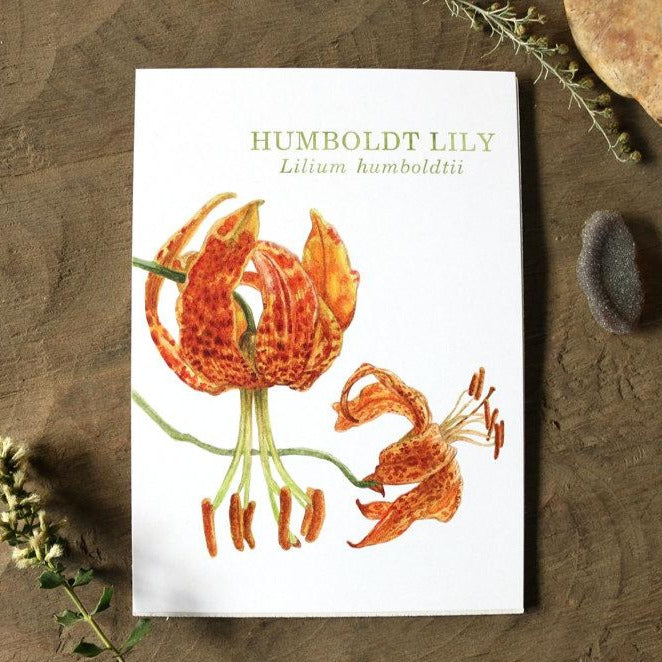 Humbolt Lily  watercolor painting art print native California 5x7