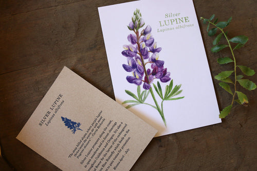 Load image 1 in gallery view. Silver Lupine watercolor painting art print native California 5x7