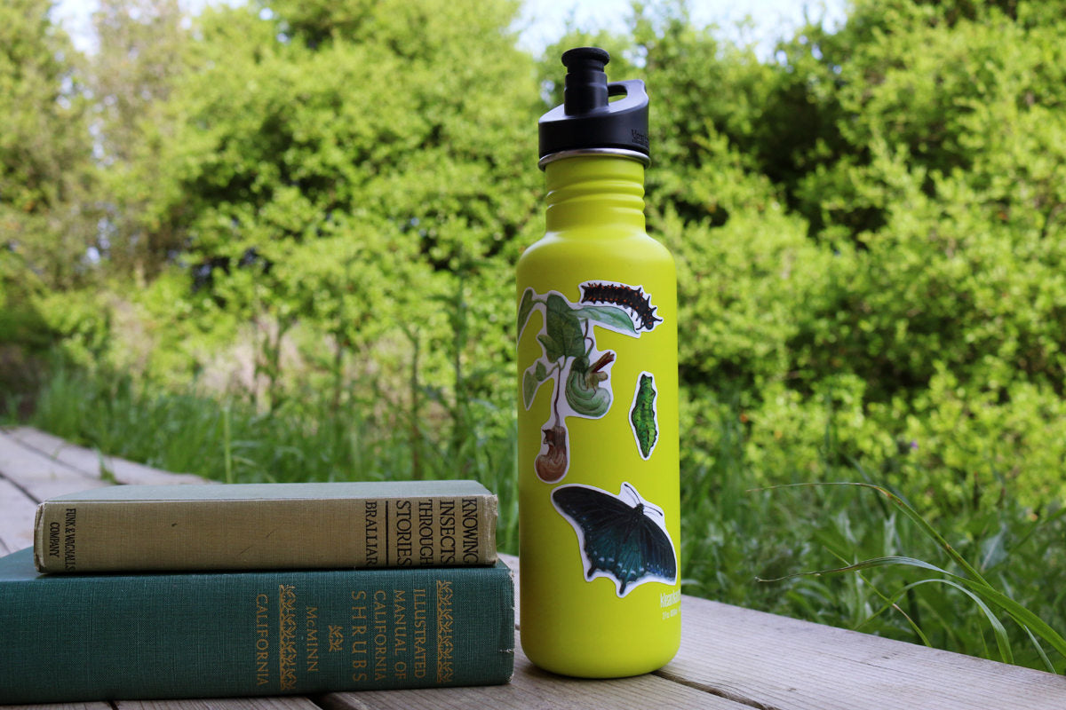 Pipevine Swallowtail Metamorphosis Vinyl Stickers